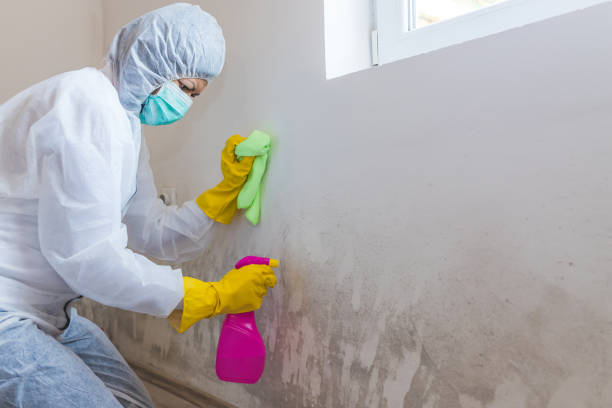 Environmental Consulting for Mold Prevention